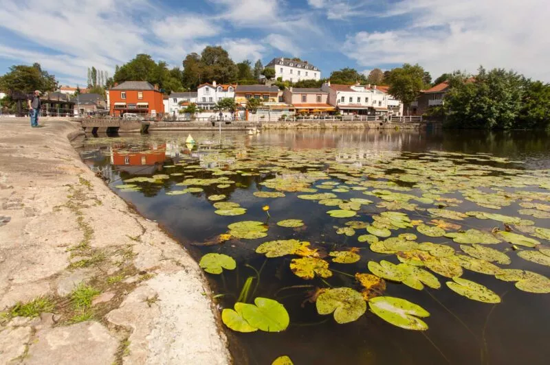 L'Erdre recouverte de nénuphars, avec la chaussée des moines en fond.