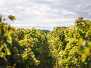 Une allée au milieu de pieds de vigne