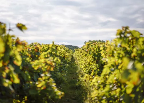 Une allée au milieu de pieds de vigne