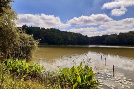 Vue sur les bords herbeux d'un étang bordés de grands arbres, sous un ciel bleu entrecoupé de nuages