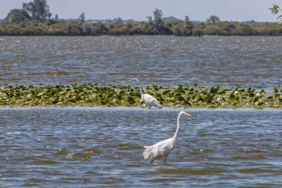 Deux aigrettes qui se baignent dans le lac de Grand-Lieu.