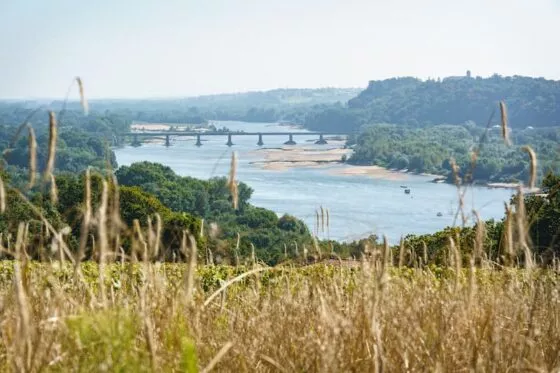 La Loire, fleuve qui serpente entre les coteaux verdoyants et enjambée par un pont vue d'une hauteur avec des herbes sèches en premier plan