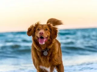 Liste des plages autorisées aux chiens en Loire-Atlantique