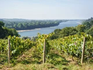 Vue sur les vignobles de Loire depuis le domaine des Genaudieres.