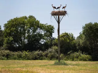 C’est la surprise sur le chemin : des nids de cigogne posés sur des perchoirs artificiels ou sur des arbres.