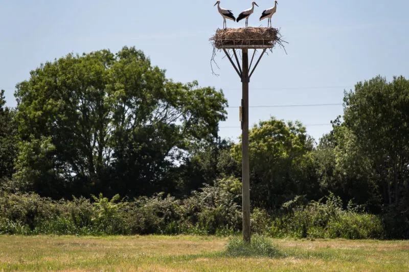 C’est la surprise sur le chemin : des nids de cigogne posés sur des perchoirs artificiels ou sur des arbres.