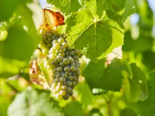 Grappe de raison du vignoble