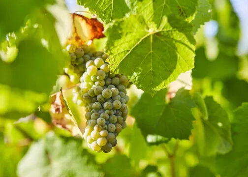 Grappe de raison du vignoble