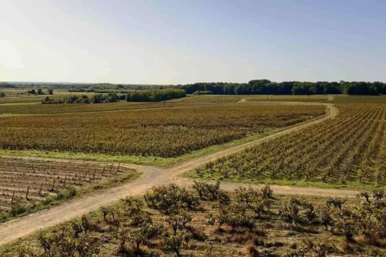 Paysage de vignes couvrant un grand territoire, vu de haut sous un ciel bleu
