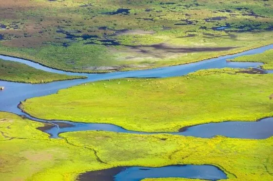 Vue sur le parc de Brière, entre eau et terre