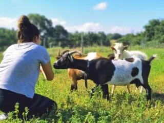 Une femme est assise dans l'herbe entourée de chèvres