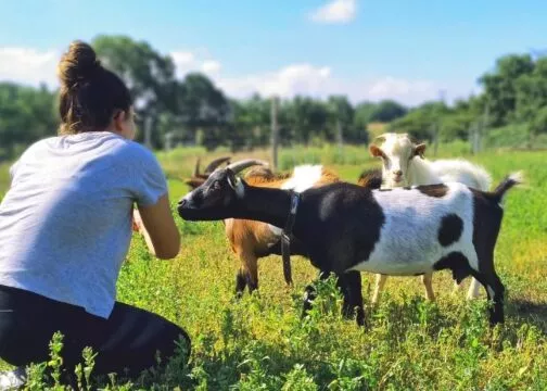 Une femme est assise dans l'herbe entourée de chèvres