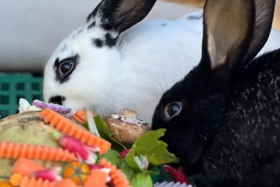 Deux lapins manges des légumes