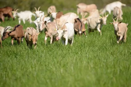 Un troupeau de chèvres dans un champ d'herbe verte