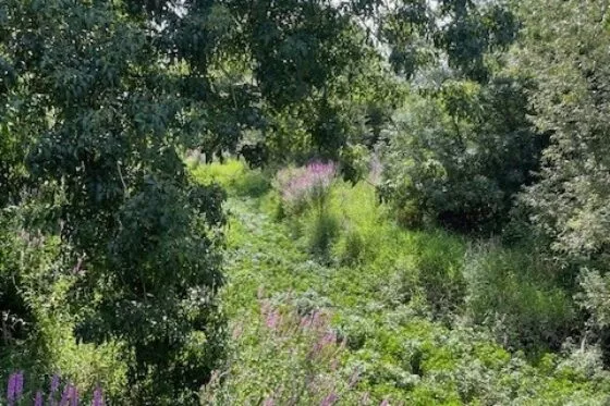 Vue sur la verdure à proximité de l'île Pinette