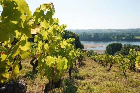 Les vignes du domaine des Génaudières donnent sur la Loire.