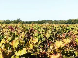 Une parcelle de vignes.