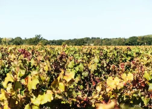 Une parcelle de vignes.