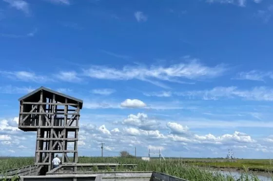 Un observatoire en bois surplombant les marais du Syl