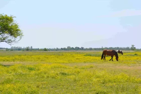 Cheval parmi les champs du marais breton