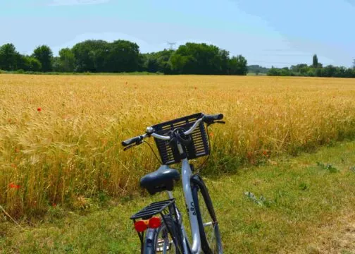 Vélo dans les champs du marais breton