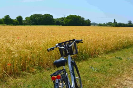 Vélo dans les champs du marais breton