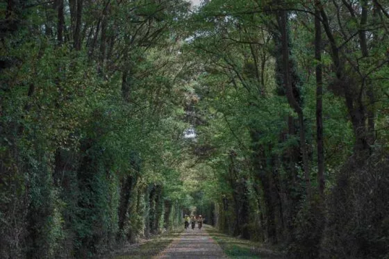 Des cyclistes roulent sur une route entourée de grands arbres