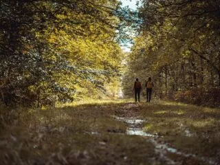 Deux personnes se promènent dans une forêt aux reflets dorés d'automne