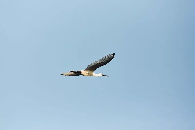 Une spatule, oiseau à bec plat, vole dans un ciel dégagé