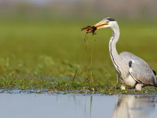 Un héron cendré avec une écrevisse qu'il a pêchée dans son bec au lac de Grand-Lieu