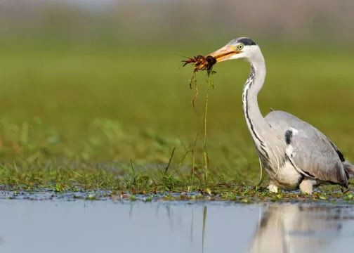 Un héron cendré avec une écrevisse qu'il a pêchée dans son bec au lac de Grand-Lieu