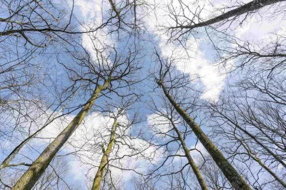 Vue de la cimes des arbres de la forêt du Gâvre, dénudés de leurs feuilles, sur fond de ciel gris, bleu et blanc.