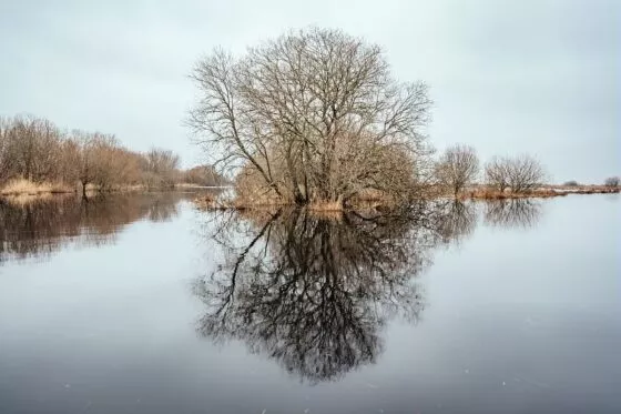 Un arbre a demi submergé en hiver