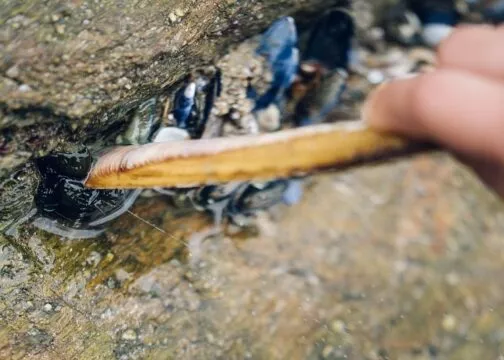 Une personne utilise un coquillage pour découvrir des moules sur un rocher