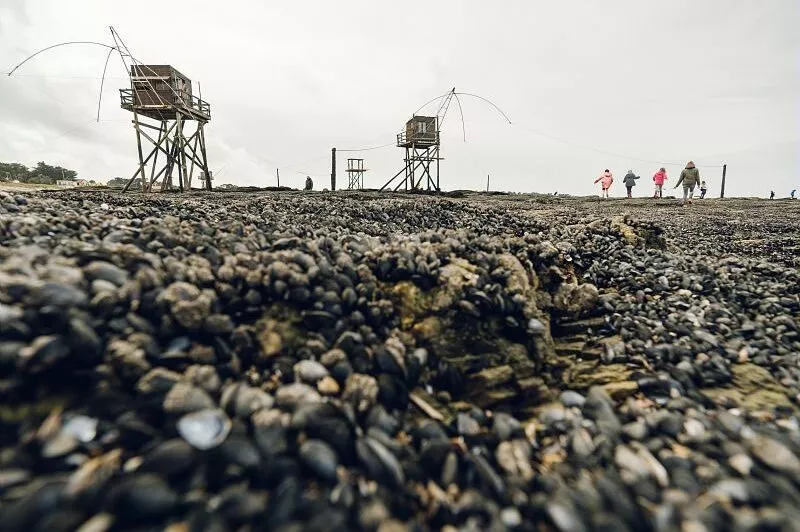 Vue au premier plan sur des moules et coquillages avec des pêcheries en arrière-plan