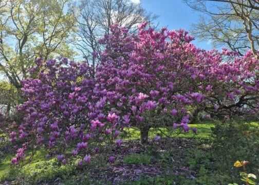 prunus en fleurs