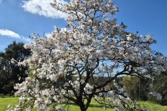 arbre en fleurs