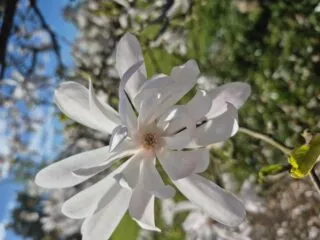 Fleur épanouie