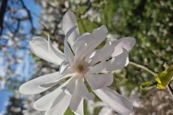 Fleur épanouie