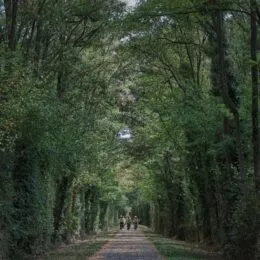 Groupe de cyclistes dans une forêt très verte.