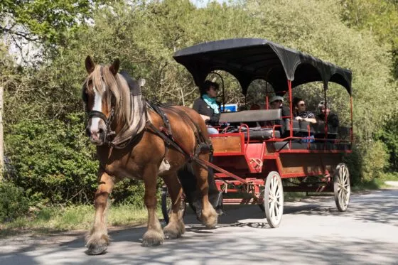 Cheval tractant une calèche rouge et noire à Saint-Lyphard en Brière.