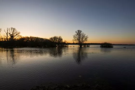 La silhouette des arbres se dessinent au crépuscule sur le lac de Grand-Lieu