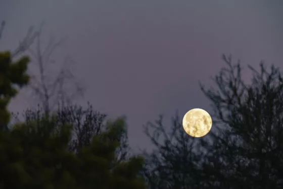 Pleine lune derrière les arbres