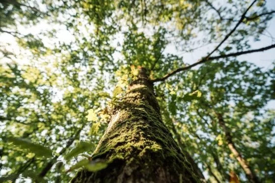 Vue depuis le pied d'un arbre et belle lumière qui filtre à travers ses feuilles