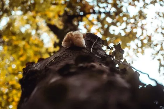 Champignon qui pousse sur le tronc d'un arbre