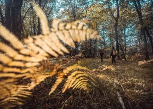Deux promeneurs en forêt du Gâvre à l'automne