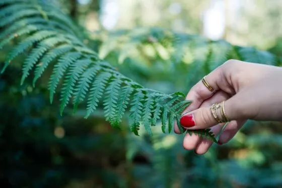 Main qui touche délicatement une feuille de fougère