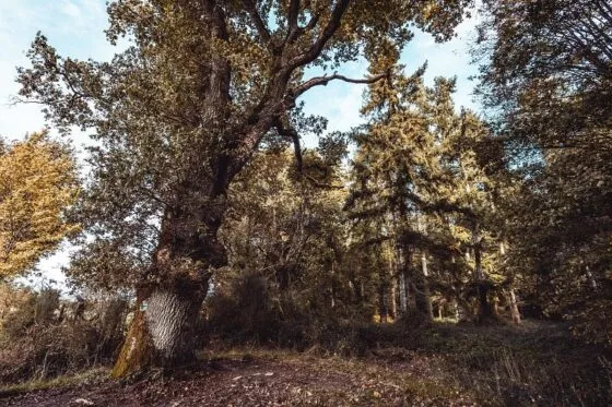 Ambiance automnale sous les arbres dans la Forêt du Gâvre.