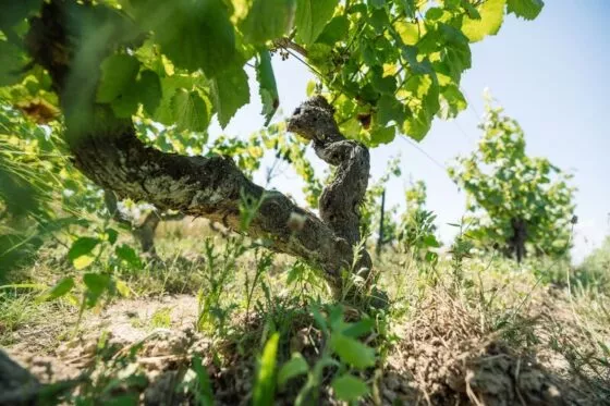 Vieux cep de vignes en pleine floraison.