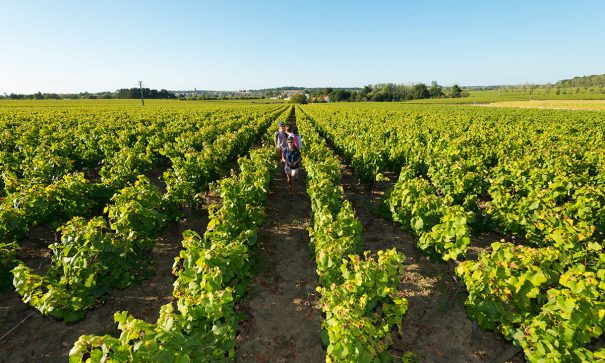 Vacances dans le vignoble avec une découverte des vignes du domaine des hautes noëlles